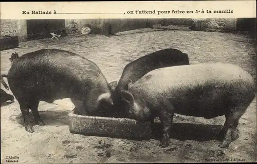 Ak Schweine am Futtertrog