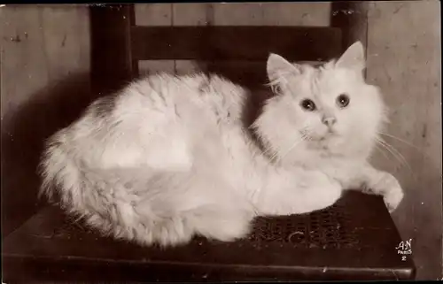 Ak Katze auf dem Stuhl liegend, Katzenportrait, Tierportrait, Persan Blanc