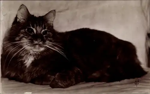 Ak Katze im Bett, Katzenportrait, Tierportrait, Persan Orange