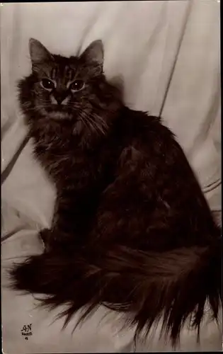 Ak Les Rases de Chats, Chinchilla Argente Tigre, Rassekatze