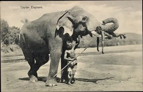 Ak Ceylon Sri Lanka, Elefant mit Mahut, Mann liegt auf einem Stoßzahn