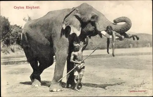 Ak Ceylon Sri Lanka, Elefant mit Mahut, Mann liegt auf einem Stoßzahn