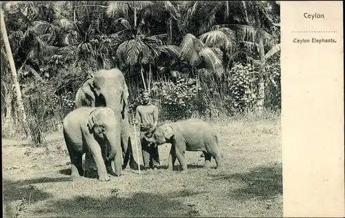 Ak Ceylon Sri Lanka, Ceylon Elephants, Elefanten, Jungtiere
