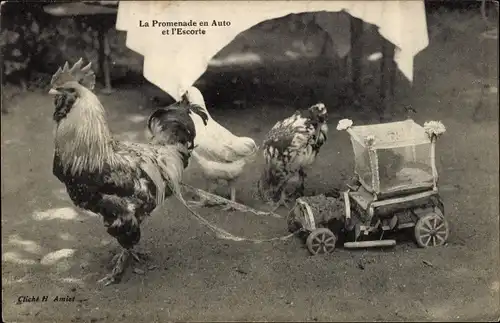 Ak La Promenade en Auto et l'Escorte, Hahn zieht ein Spielzeugauto, Hühner