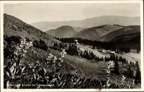 Ak Münstertal im Schwarzwald, blühender Enzian, Landschaft