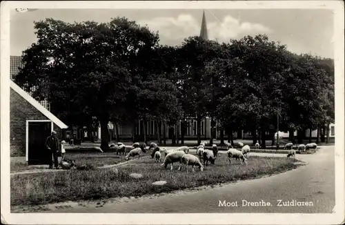 Ak Mooi Drenthe Niederlande, Zuidlaren, Schafe weiden