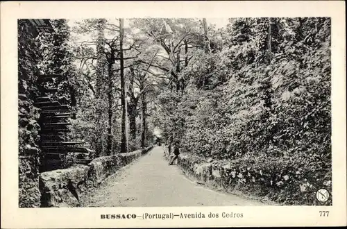 Ak Buçaco Bussaco Portugal, Avenida dos Cedros