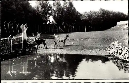 Ak Groede Zeeland, Hertenkamp, Hirsch, Rehe im Freigehege