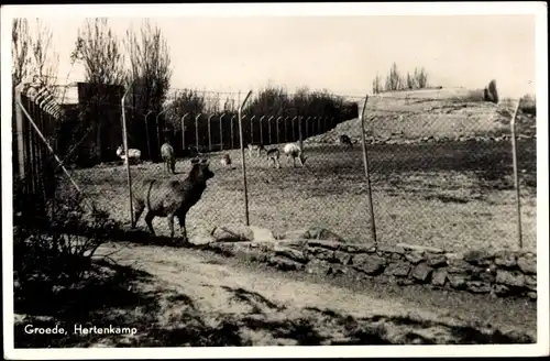 Ak Groede Zeeland, Hertenkamp, Wildgehege