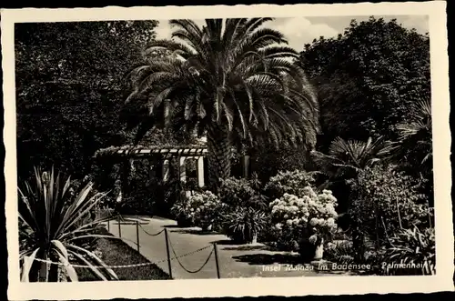 Ak Insel Mainau im Bodensee, Palmenhaus