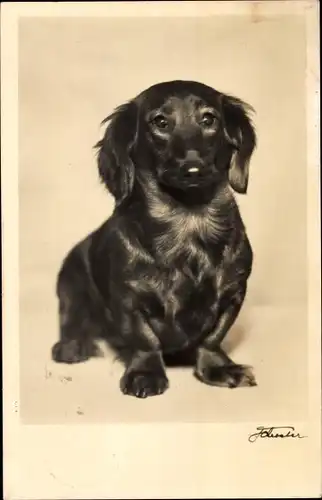 Ak Hundeportrait, Dackel, Dunkles, langes Fell