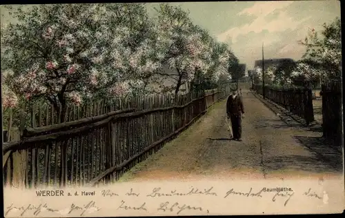 Ak Werder an der Havel, Baumblüte, Passant