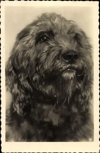 Foto Ak Hund, Tier-Portrait