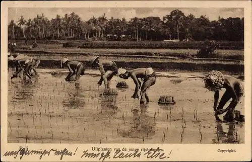 Ak Insel Bali Indonesien, Uitplanten van de jonge rijstplantjes, Reisplantage