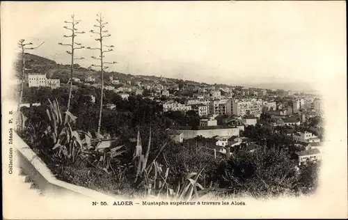 Ak Algier Alger Algerien, Mustapha superieur a Travers les Aloes