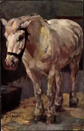 Künstler Ak Weißes Pferd, Tierportrait
