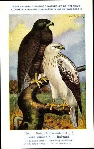 Künstler Ak Dupond, Hub., Buteo buteo, Mäusebussard