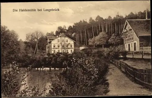 Ak Dresden Langebrück, Haidemühle, Wald