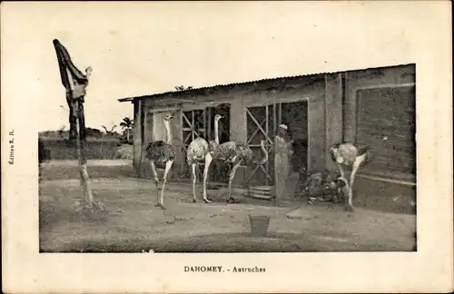 Ak Dahomey Benin, Autruches