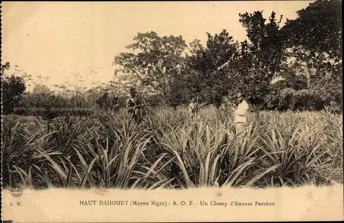 Ak Dahomey Benin, Moyen Niger, Un champ d'Ananas Parakou
