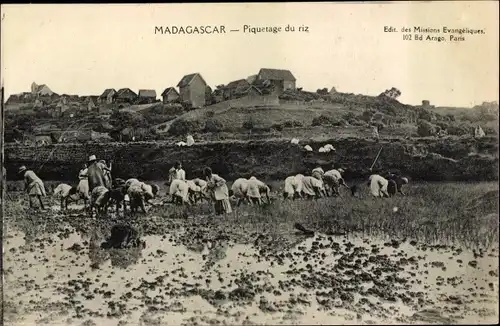 Ak Madagaskar, Piquetage du riz, Blick auf ein Feld mit Einheimischen