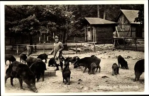 Ak Moritzburg Sachsen, Fütterung der Wildschweine