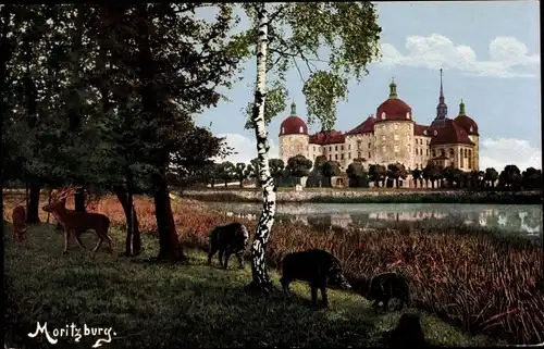 Ak Moritzburg in Sachsen, Jagdschloss, Wildschweine, Hirsche, Teichpartie