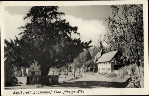 Ak Lückendorf Oybin in Sachsen, Blick auf die 1500 jährige Eibe nahe der Kirche