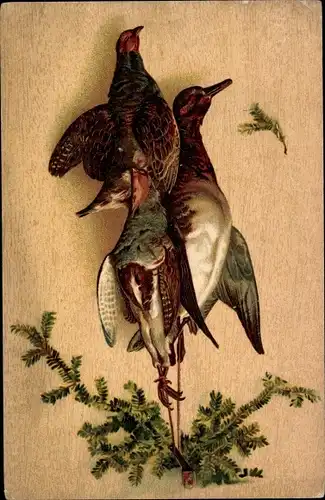 Ak Vögel, Jagdbeute, Enge, Tannenzweige