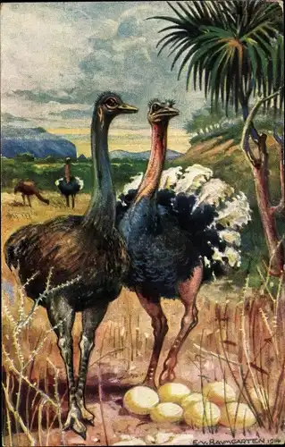 Künstler Ak Baumgarten, E. von, Strauße in Südwestafrika, Straußeneier, Deutsche Kolonialgebiete