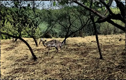 Ak Africolor, Guib Harnache, femelle