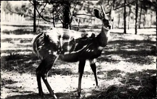 Ak Faune Africaine, Une Biche