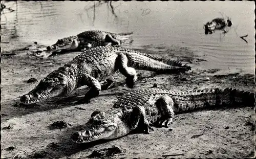 Ak Faune Africaine, Crocodiles