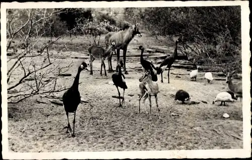 Ak Soudan, Animaux de Brousse