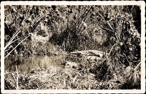 Ak Pointe Noire, Caiman sur la Riviere Loeme