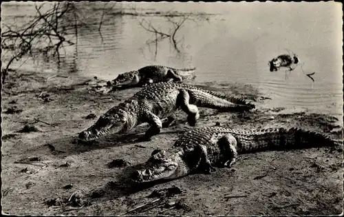 Ak Haute Volta, Caimans sacres de Sabou
