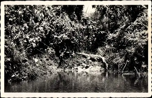 Ak Pointe Noire, Caiman au repos sur les bords de la riviere Loeme