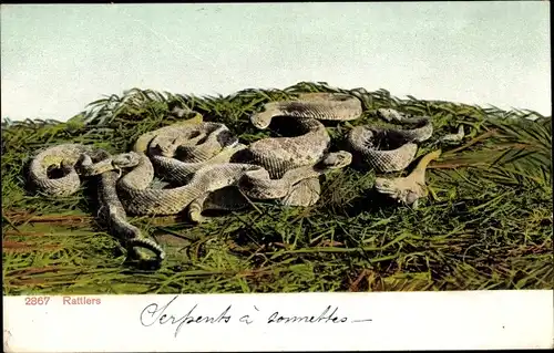Ak Rattlers, Klapperschlangen