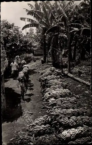 Ak Afrika, Recolte des bananes