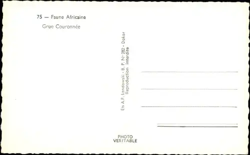 Ak Faune Africaine, Grue Couronnee
