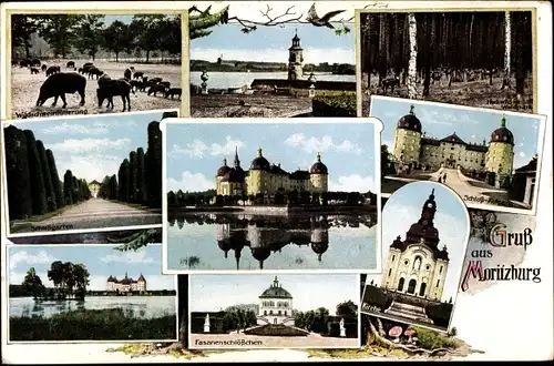 Ak Moritzburg in Sachsen, Jagdschloss, Wildschweinfütterung, Fasanenschlößchen, Leuchtturm