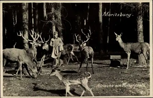 Ak Moritzburg in Sachsen, Hirsche am Futterplatz