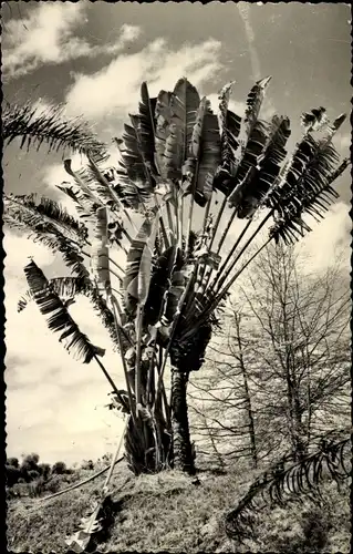 Ak Afrika, Le Ravenale, L'Arbre du Voyageur