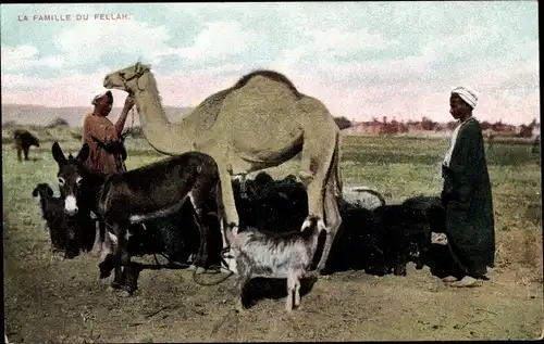 Ak La Famille du Fellah, Kamel, Esel, Ziege