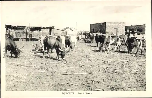 Ak Dschibuti, Parc à Boeufs, Rinderherde grast auf einem Hof