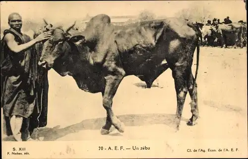 Ak Un zébu, Zebu, Buckelrind, Afrikaner, Viehmarkt