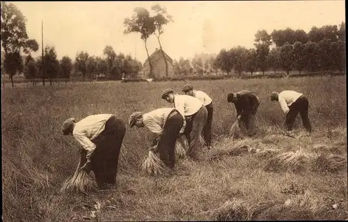 Ak L'Arrache du Lin, Bauern beim Ernten, Flachs