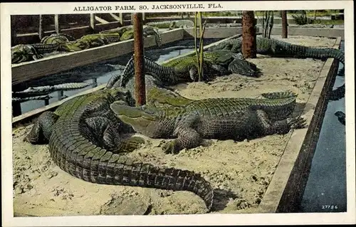 Ak Jacksonville Florida USA, Alligator Farm