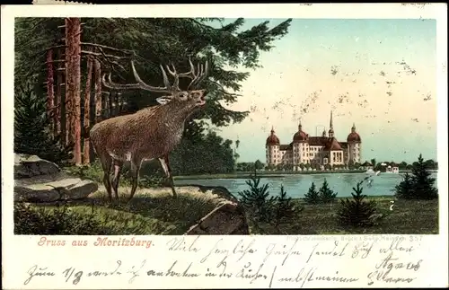 Ak Moritzburg Sachsen, Hirsch, Schloss