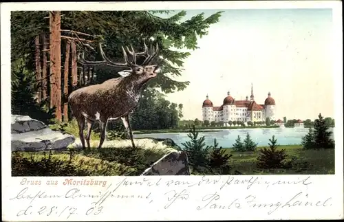 Ak Moritzburg Sachsen, Hirsch, Schloss